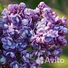 Сирень Ами Шотт махровая п9