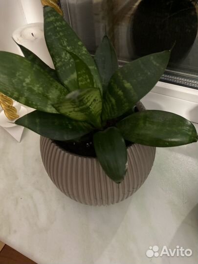 Сансевиерия или тёщин язык и щучий хвост