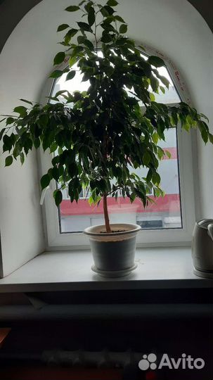 Фикус бенджамина пестролистный