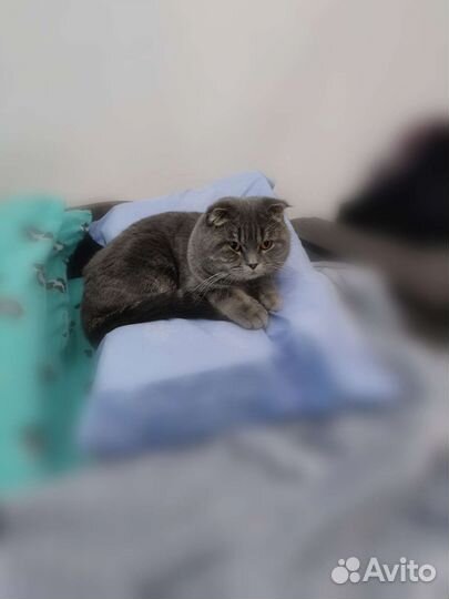 Шотландский кот