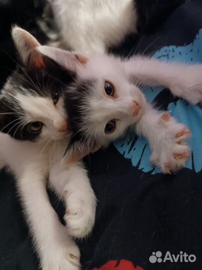 Японский бобтейл