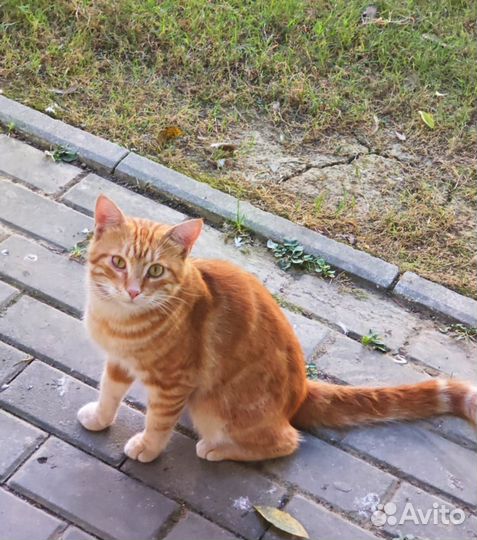 Рыжий мраморный котик