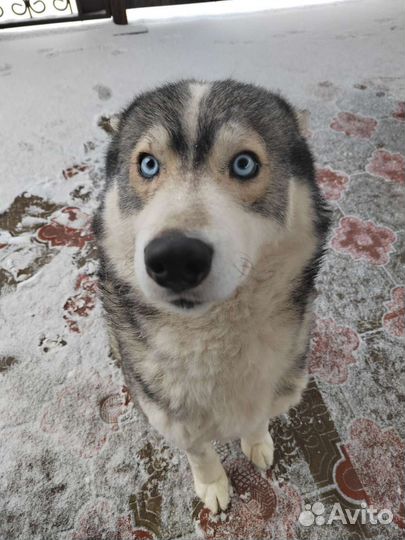 Вязка