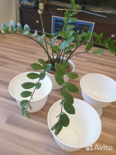 Большой цветочный горшок