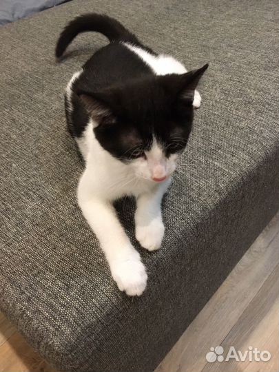 Отдам котенка в добрые руки
