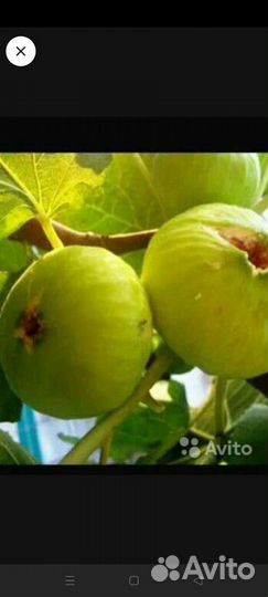 Саженцы Жёлтого Инжира и Черенки Инжира.Гортензии