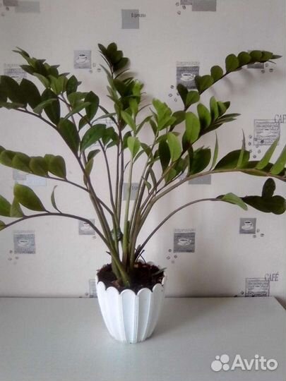 Замиокулькас, долларовое дерево, 13 стеблей