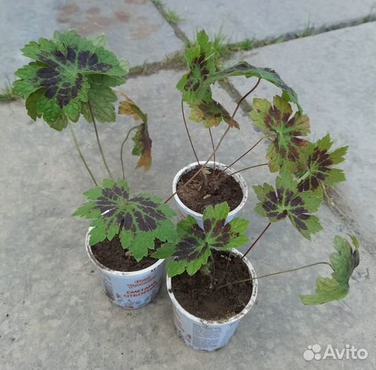 Герань садовая многолетняя