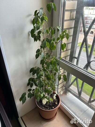 Фикус бенджамина