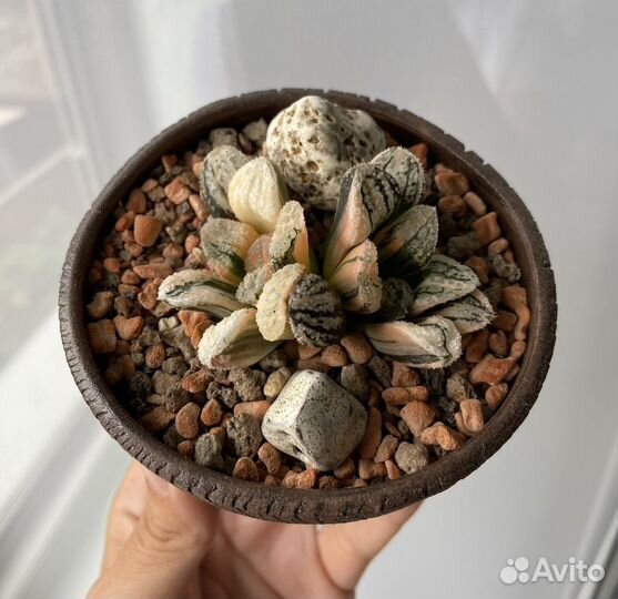 Хавортия вариегатная коллекционная