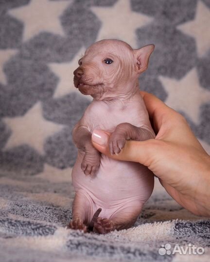 Ксолоитцкуинтли