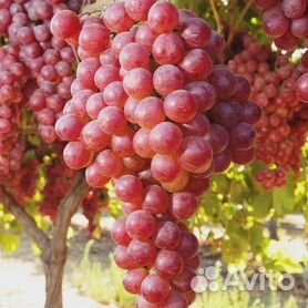Виноград - купить в Челябинской области