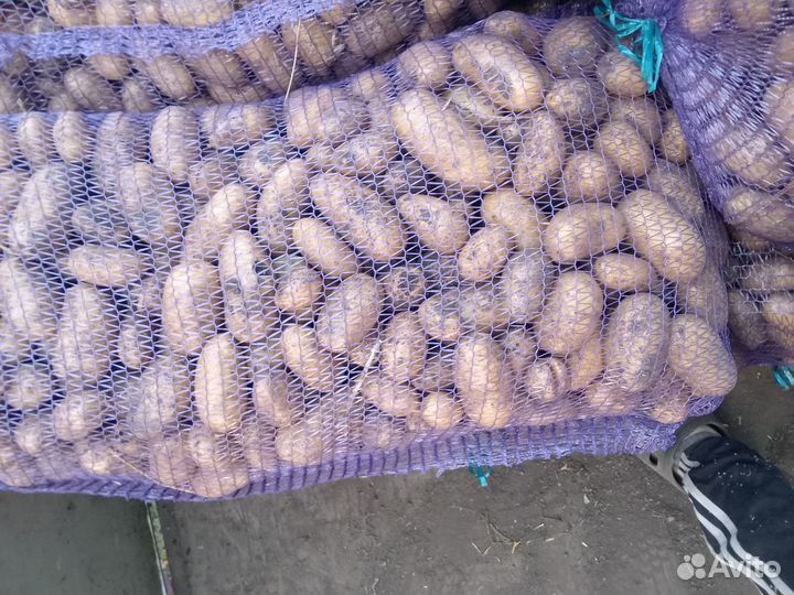 Картофель не перебротой