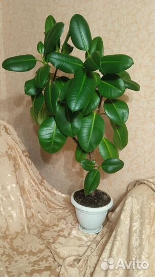 Комнатные растения:кактусы,фикусы