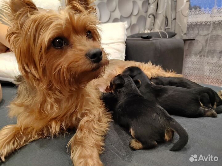Йоркширский терьер щенки девочки и мальчик