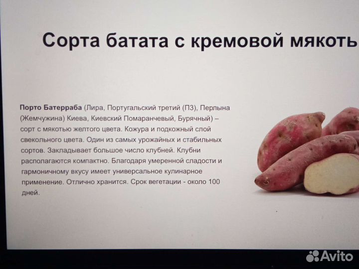 Батат рассада