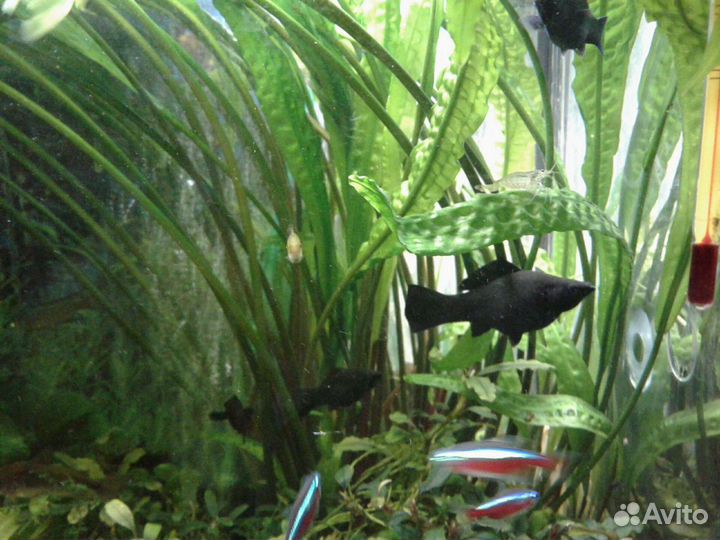 Аквариумные креветки,рыбки и растение