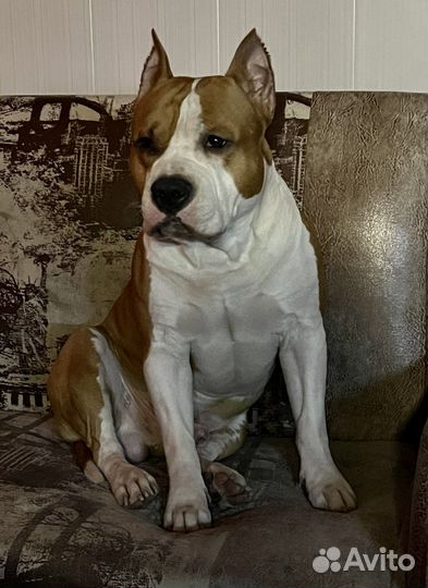 Вязка собак