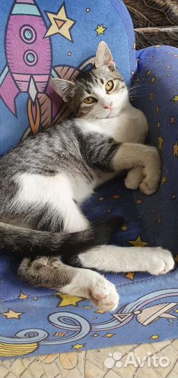 Котенок мальчик в добрые руки