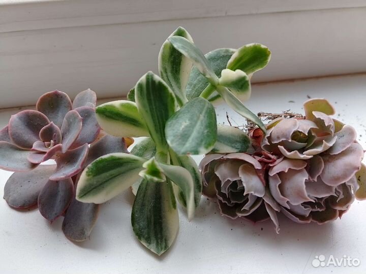 Флорариум суккуленты