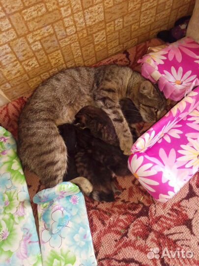 Котята бесплатно