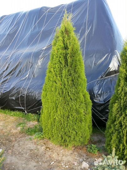 Туя западная(Thuja occidentalis)