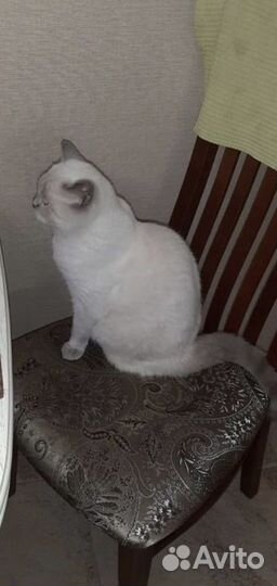Кошка в хорошие руки)