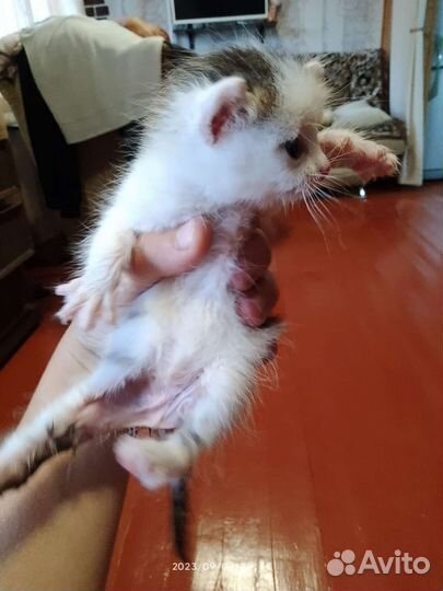 Отдам котенка в добрые руки