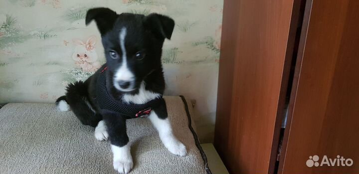 Две чудесные девочки ищут дом