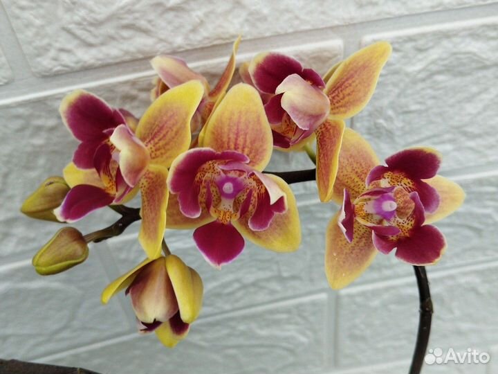 Фаленопсис пелорик