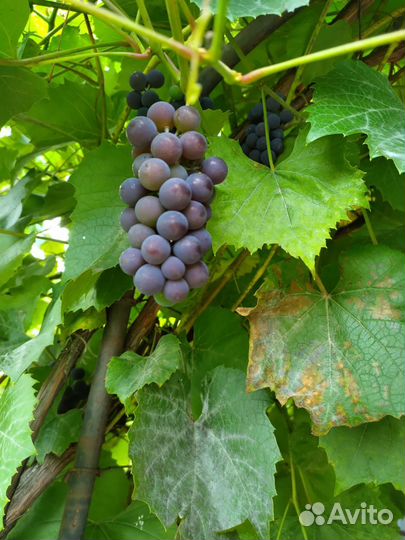 Саженцы винограда Изабелла, очень плодовитый