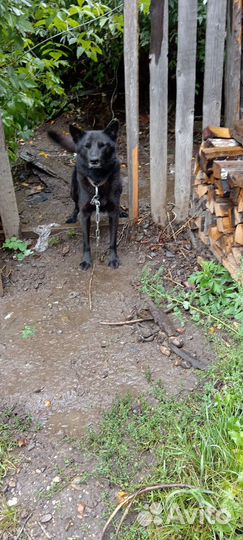 Пёс в добрые руки