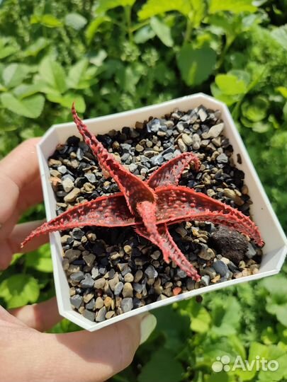 Суккуленты, эчеверии, эхеверии