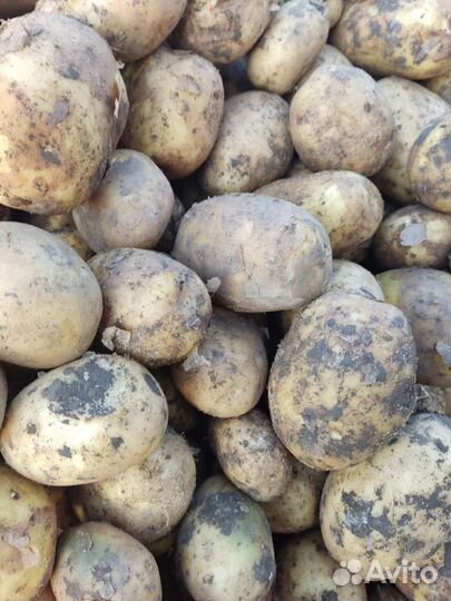 Картошечка