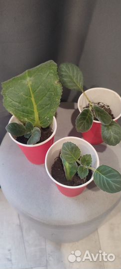 Детки сортовой глоксинии