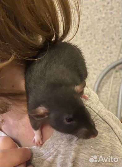 Ручные крысы девочки