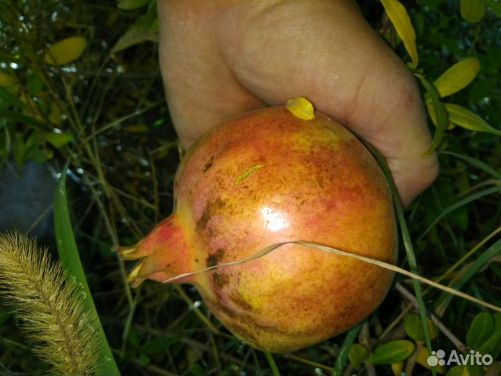 Саженец граната