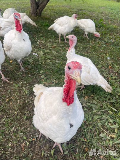 Мясо домашней индейки