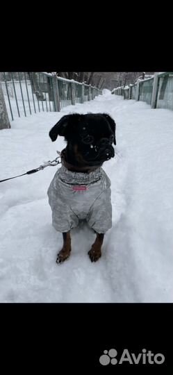 Комбинезон зимний для собаки