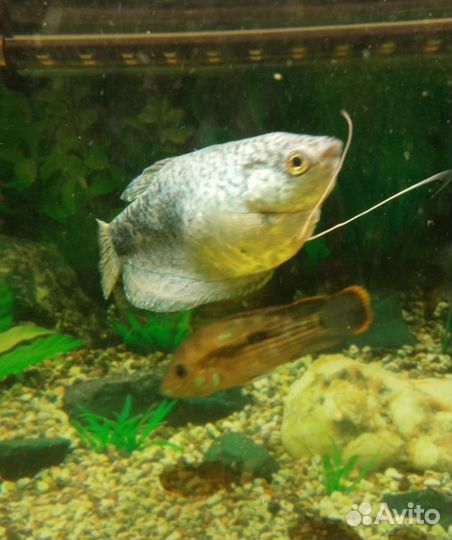 Аквариумные рыбки