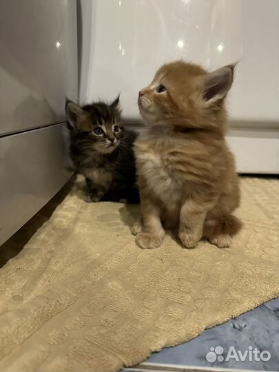 Котята мейкун