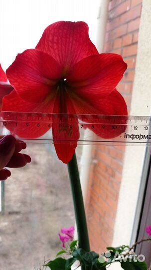 Гиппеаструм(амариллис)