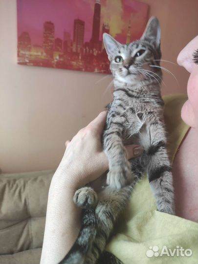 Кошка в дар