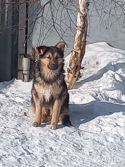 Собаки бесплатно в добрые руки