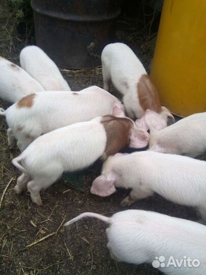 Поросята Домашние