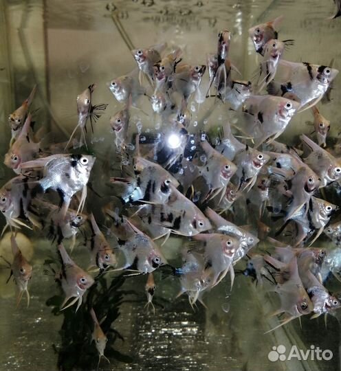 Аквариумные рыбки-скалярии кои, гуппи