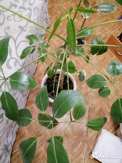 Шефлера Амате