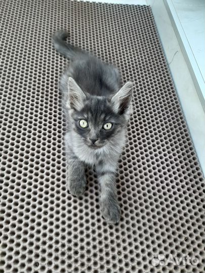Котята отдам бесплатно