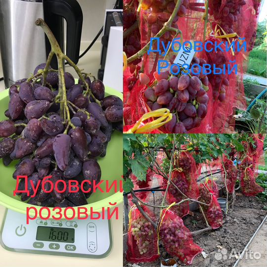 Черенки винограда