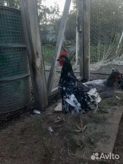 Молодые петухи